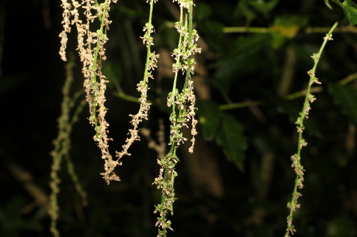 Monococcus echinophorus (Monococcus echinophorus)