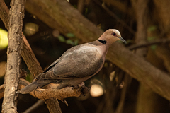 Streptopelia semitorquata