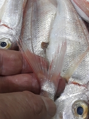 Pagellus bellottii
