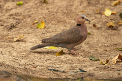 Streptopelia semitorquata