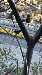 Emberiza personata