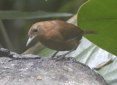 Troglodytes aedon rufescens