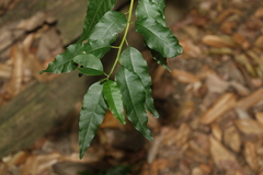 Monococcus echinophorus