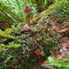 Mycena toyerlaricola