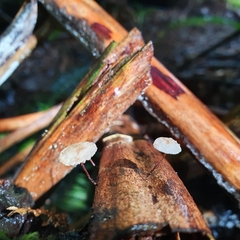 Marasmius alveolaris