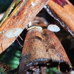 Marasmius alveolaris