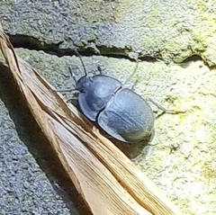 Heleina