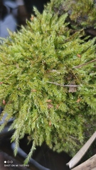 Brachytheciastrum velutinum