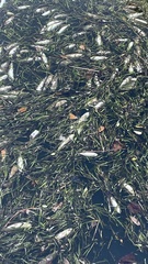 Mugil cephalus