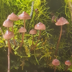 Mycena kuurkacea