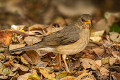 Turdus pelios