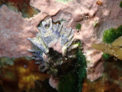 Austrobalanus imperator