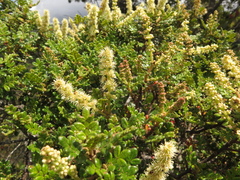 Weinmannia tomentosa