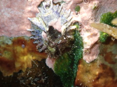 Austrobalanus imperator