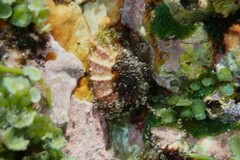 Scutellastra peronii