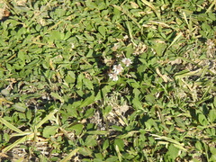 Phyla nodiflora minor