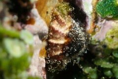 Scutellastra peronii