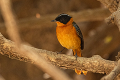 Cossypha niveicapilla