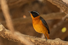 Cossypha niveicapilla