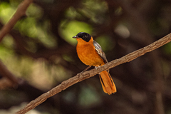 Cossypha niveicapilla