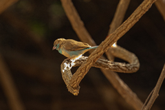 Uraeginthus bengalus