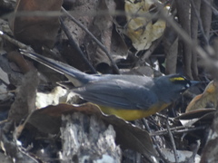 Basileuterus lachrymosus