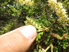 Weinmannia tomentosa