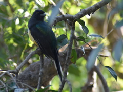 Trogon citreolus
