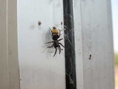 Latonigena auricomis