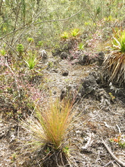 Calamagrostis effusa