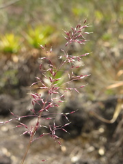 Calamagrostis effusa