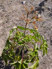Jatropha mollissima