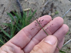 Dichanthelium implicatum