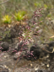 Calamagrostis effusa