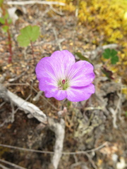 Geranium santanderiense