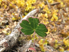 Geranium santanderiense