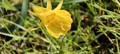 Narcissus bulbocodium