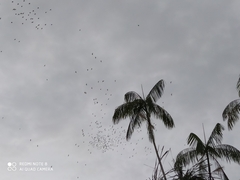 Brotogeris versicolurus