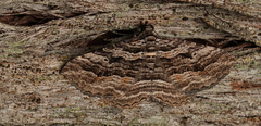Chrysolarentia severata