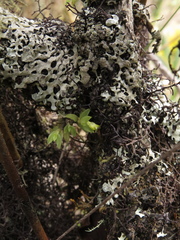 Fernandezia hispidula