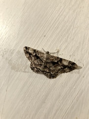 Peribatodes umbraria