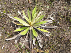 Espeletia rabanalensis