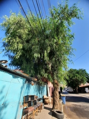 Schinus molle