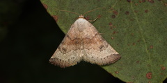 Mataeomera mesotaenia