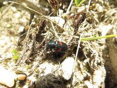 Astylus aulicus