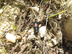 Astylus aulicus