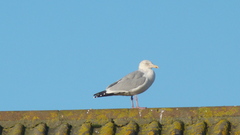 Larus argentatus
