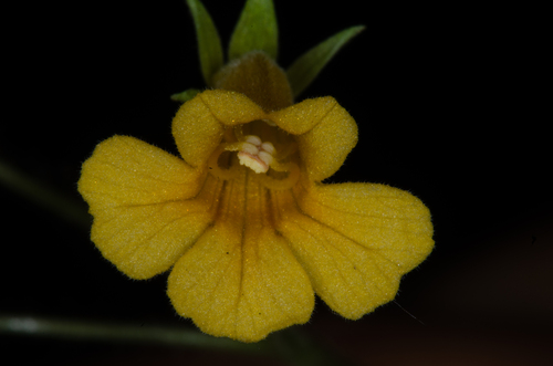 Resia umbratica