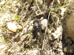 Astylus aulicus