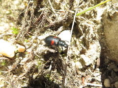 Astylus aulicus